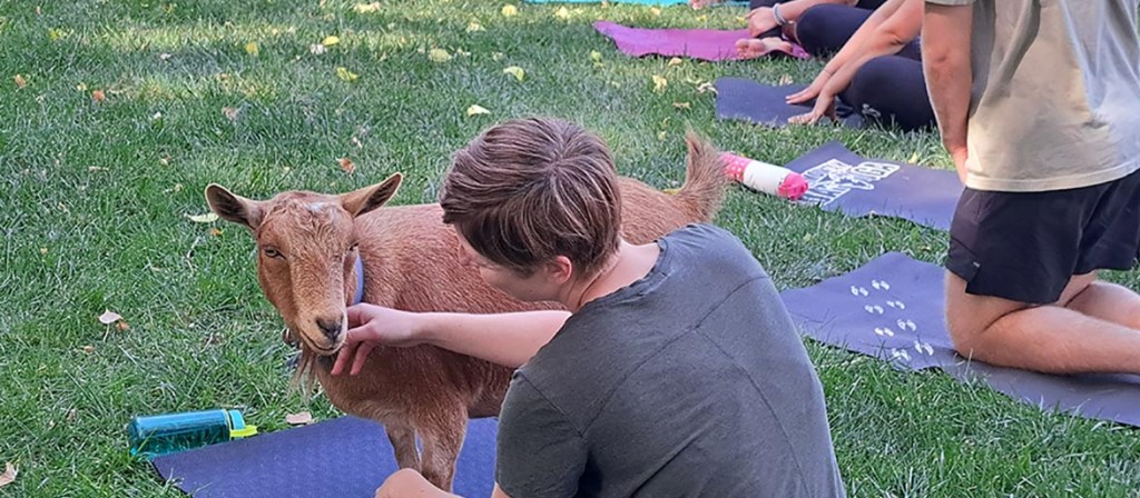 Goat Yoga Gallery