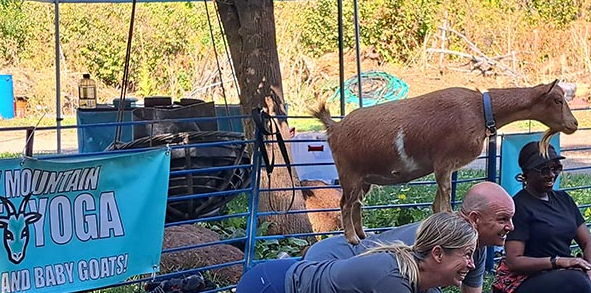 Yoga and Goats
